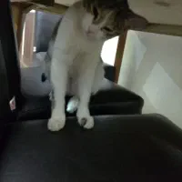 واگذاری رایگان