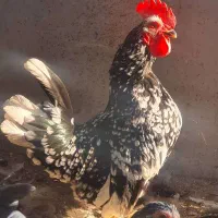 مرغ و خروس ژاپنی فروش یکجا