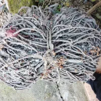 چادرطنابی تریلی 18چرخ