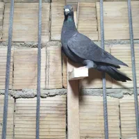 کبوتر|پرنده|شیراز, ریاستی|دیوار