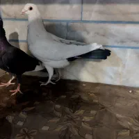 کبوتر نر دم سیاه|پرنده|زرند, |دیوار