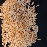 گندم آبی و دیم|خدمات باغبانی و درختکاری|بروجرد, |دیوار