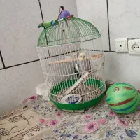 عروس هلندی با قفس