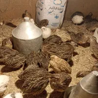 تمام چیز در این مجموعه موجود است