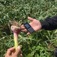 سیر قرمز|خوردنی و آشامیدنی|تهران, هلال احمر|دیوار