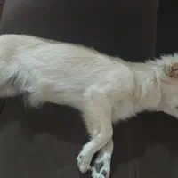 واگذاری سگ پامرانی