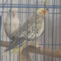 عروس هلندی بالغ
