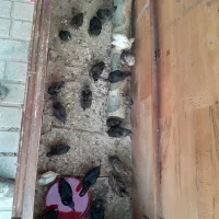 جوجه گلین لری