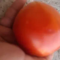 گوجه ربی