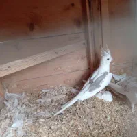 دوکت آلبینو جفت|پرنده|چابهار, |دیوار