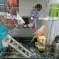 عروس هلندی نروماده