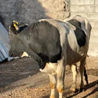 گاو نر نژاد سیمینتال|حیوانات مزرعه|مشگین شهر, |دیوار