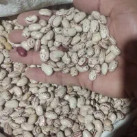 لوبیا چیتی ضمانتی صد در صدی  بدون شکستگی ب شرط