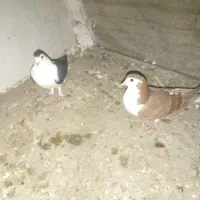 جفت ساده معاوضه|پرنده|گنبد کاووس, |دیوار