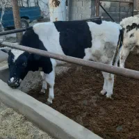 فروش گوساله دورگ