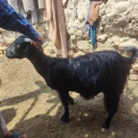 یک راس بز ماده