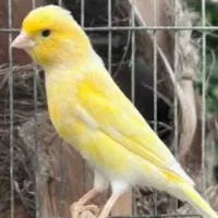 فروش ۲۰عدد قناری جوجه