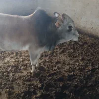 یک راس گوساله نر کردی