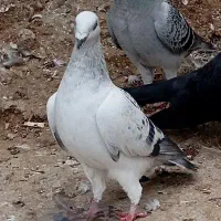 کفتر گوره سینه سفید،شامی،میولمنز،طوق هفترنگ|پرنده|وحدتیه, |دیوار