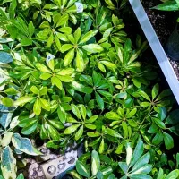 شفلرا فقط ۴۵ت|گل و گیاه طبیعی|بیرجند, |دیوار