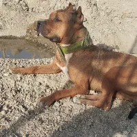 امریکن پیتبول