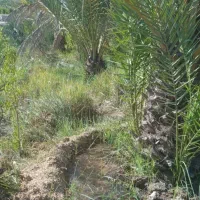 فروش باغ دهستان سیاهو روستای بنگلایان