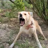 فروش سگ میکس سرابی