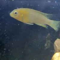 سه عدد ماهی سیچیلاید