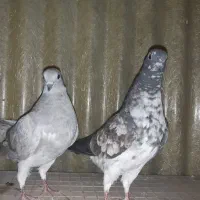 کبوترفروشی