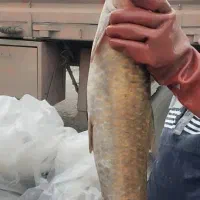 شیربت صیدروز|ماهی|شادگان, |دیوار