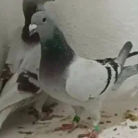 کفتر مسافتی موریس دلبر