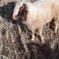 کاور ورن|حیوانات مزرعه|اسلام‌‌آباد غرب, |دیوار