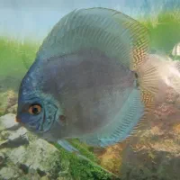 گله ده عددی دیسکس زیبا و سالم|ماهی|شیراز, شهرک بهار|دیوار