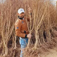 فروش انواع نهال و درخت مثمرو غیرمثمر شمس آذر