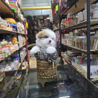 شیتزو کراس های فنجونی|سگ|اصفهان, قائمیه|دیوار