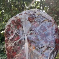 خرمای تازه از جنوب رسید