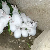 خرگوش سفید معاوضه با قناری