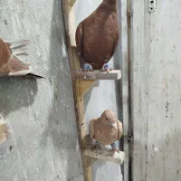 چهار عدد جوجه زرد و سرخ وکلاغ