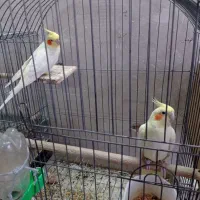 عروس هلندی مولد با چهار جوجه معاوضه با گیرینچیک