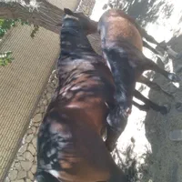 اسب درهشور باکره