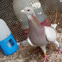 کبوتر پلاکی ماده مقامدار 1000