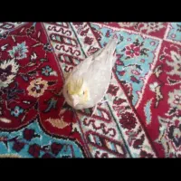 یک جوجه عروس به فروش میرسد