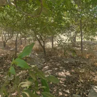 فروش زمین ۵هزارمتری آب کشاورزی مزرعه کمال|فروش دفتر صنعتی، کشاورزی، تجاری|کرج, کمال‌شهر|دیوار