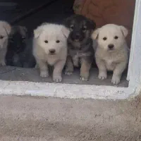 پاکوتاه های نژاد اروپایی سه ماهه گلدن