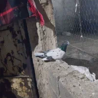 کفتر پرشی|پرنده|شهریار, شهرک وائین|دیوار