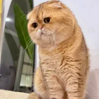 اسکاتیش نر آماده جفتگیری