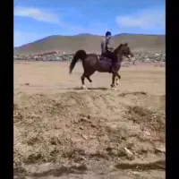 اسب|اسب و تجهیزات اسبسواری|شاهینشهر, دکتر حسابی|دیوار