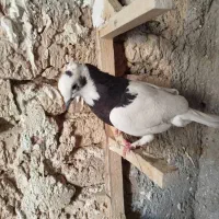 کبوتر بهبانی|پرنده|شیراز, شیخ علی چوپان|دیوار