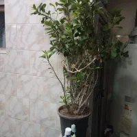 فروش گل|گل و گیاه طبیعی|بیستون, |دیوار