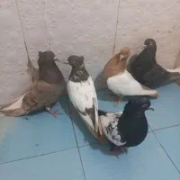 رنگی|پرنده|شیراز, دشت چنار|دیوار